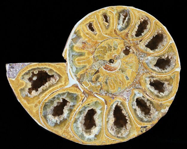 Sliced, Agatized Ammonite Fossil (Half) - Jurassic #54052